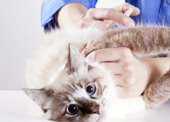 Sterilizacija mačaka s popustom od 50%