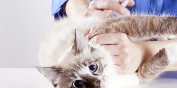 Sterilizacija mačaka s popustom od 50%