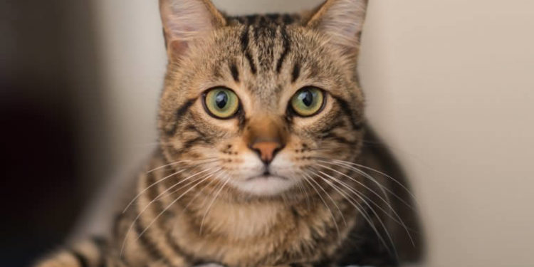 Sterilizacija mačaka po nižim cijenama