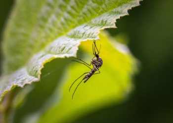 Zaprašivanje komaraca u srijedu 18. kolovoza