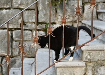 Akcija sterilizacije mačaka uz 50% popusta