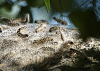 Uništavanje gnijezda borovog prelca na području Kastva