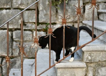 Sterilizacija mačaka s 50% popusta 