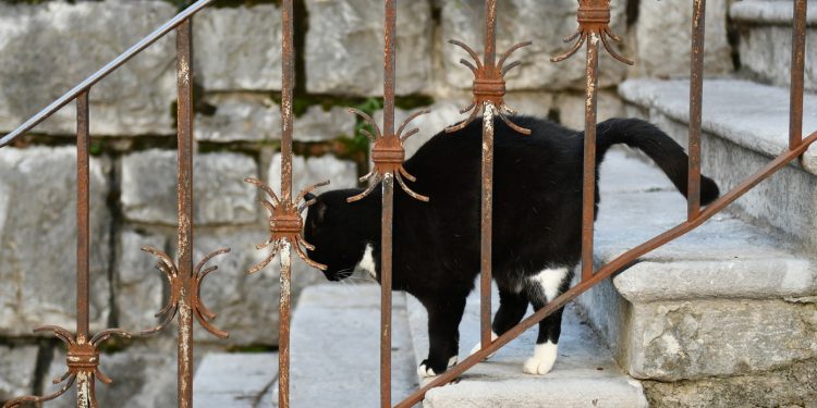 Sterilizacija mačaka s 50% popusta