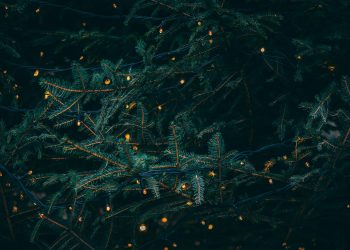 Raspored prikupljanja božićnih drvca u Kastvu