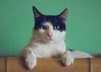 Sterilizacija mačaka s 50% popusta 
