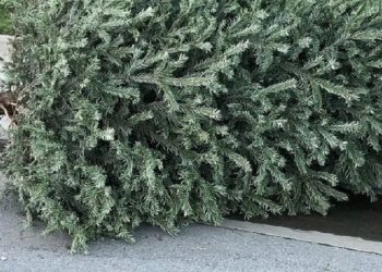 Raspored besplatnog prikupljanja božićnih drvaca