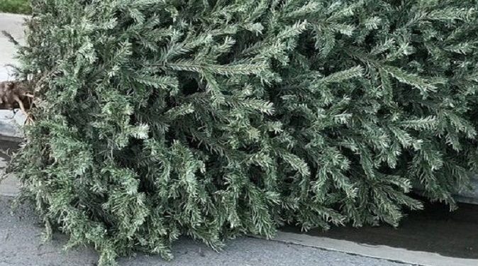 Raspored besplatnog prikupljanja božićnih drvaca