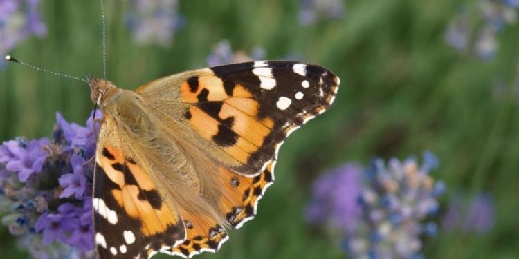 Odobrena sredstva za projekt „Bioraznoliki vrt-čuvajmo naše kukce“