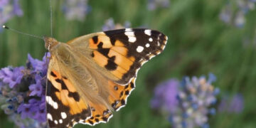 Bioraznoliki vrt: čuvajmo naše kukce