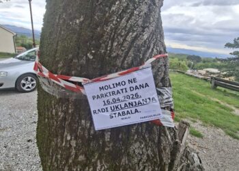 Uklanjanje stabala na Trgu Belveder – 16.4.