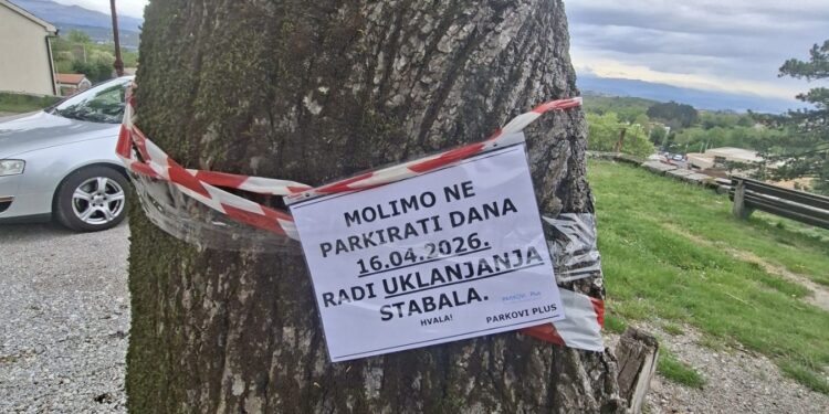 Uklanjanje stabala na Trgu Belveder – 16.4.